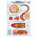 Earthworm - I External Morphology and Reproduction Chart